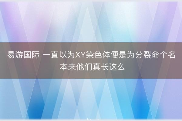 易游国际 一直以为XY染色体便是为分裂命个名 本来他们真长这么